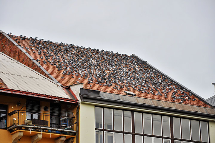 A2B Pest Control are able to install spikes to deter birds from roofs in Horley. 