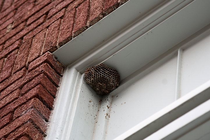We provide a wasp nest removal service for domestic and commercial properties in Horley.